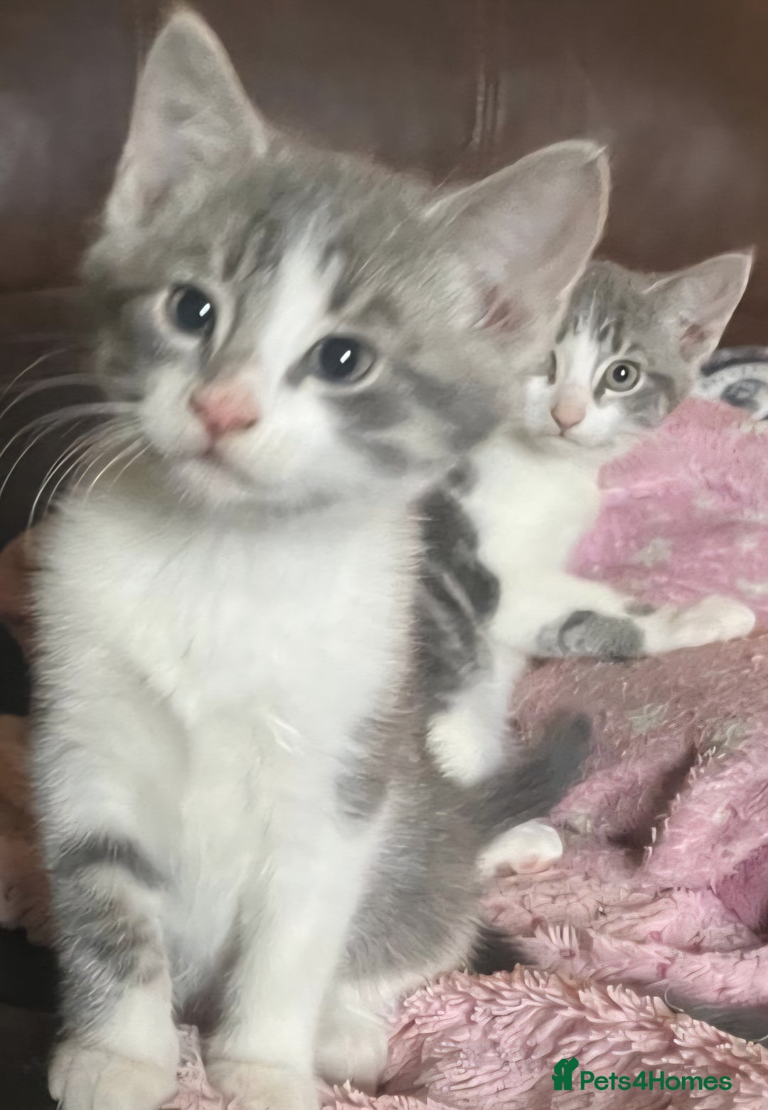 Mixed Breed cats for sale: Grey and white kittens ready now - Advert 6
