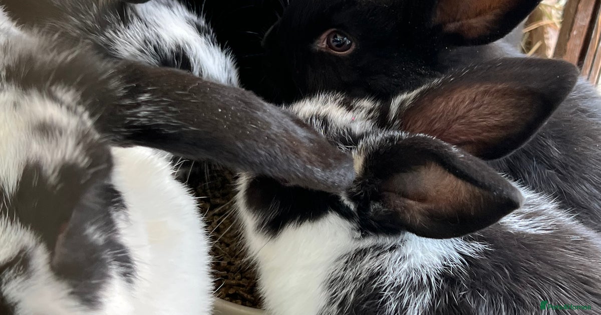 Baby rabbits for sale in Cambridge | Pets4Homes