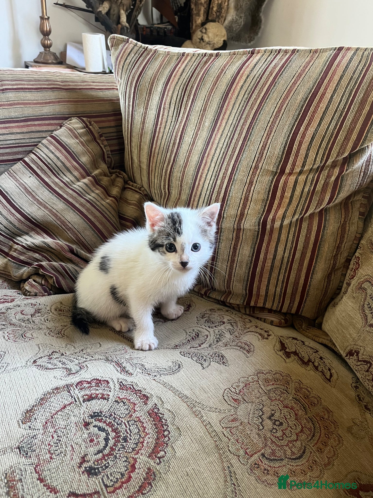 Mixed Breed cats Gorgeous kitten now looking for her forever home - Advert 3