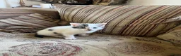 Mixed Breed cats for sale: Gorgeous kitten now looking for her forever home - Advert 1