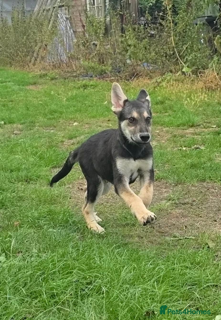 Tamaskan dogs Tamaskan Puppies *Health Tested Parents* - Advert 2