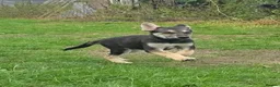 Tamaskan dogs for sale: Tamaskan Puppies *Health Tested Parents* - Advert 2