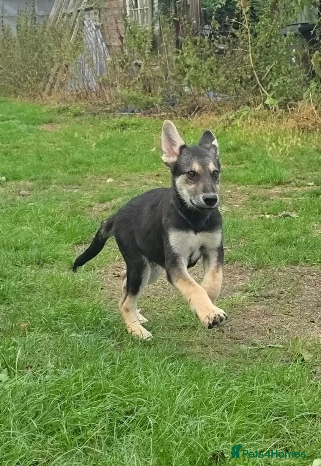 Tamaskan dogs for sale: Tamaskan Puppies *Health Tested Parents* - Advert 2