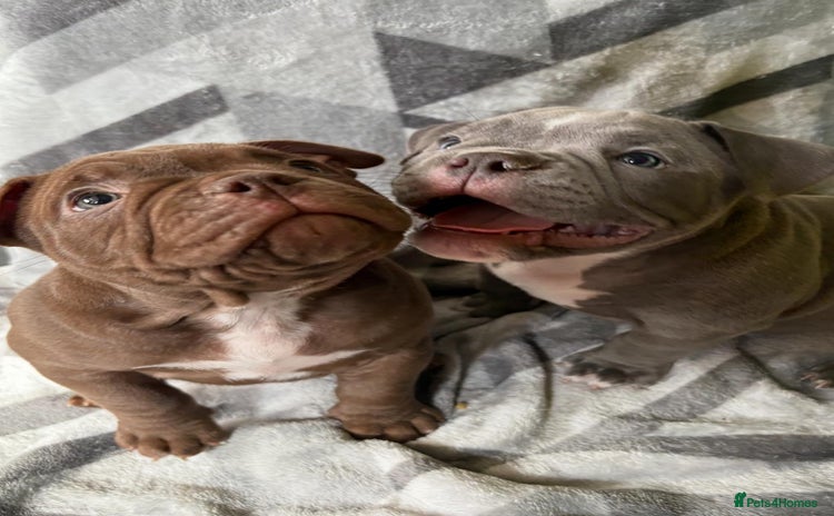 American Bully dogs - Advert 1