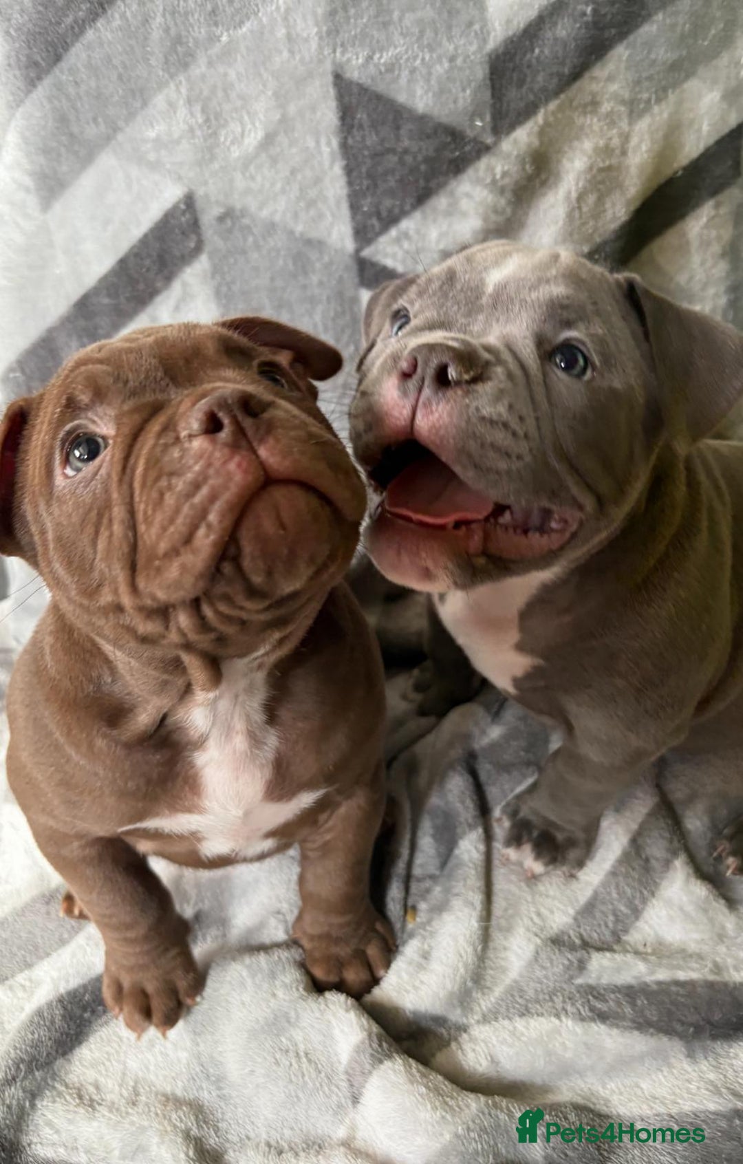 American Bully dogs for sale: American Micro Bully. Ready to go.  - Image 1