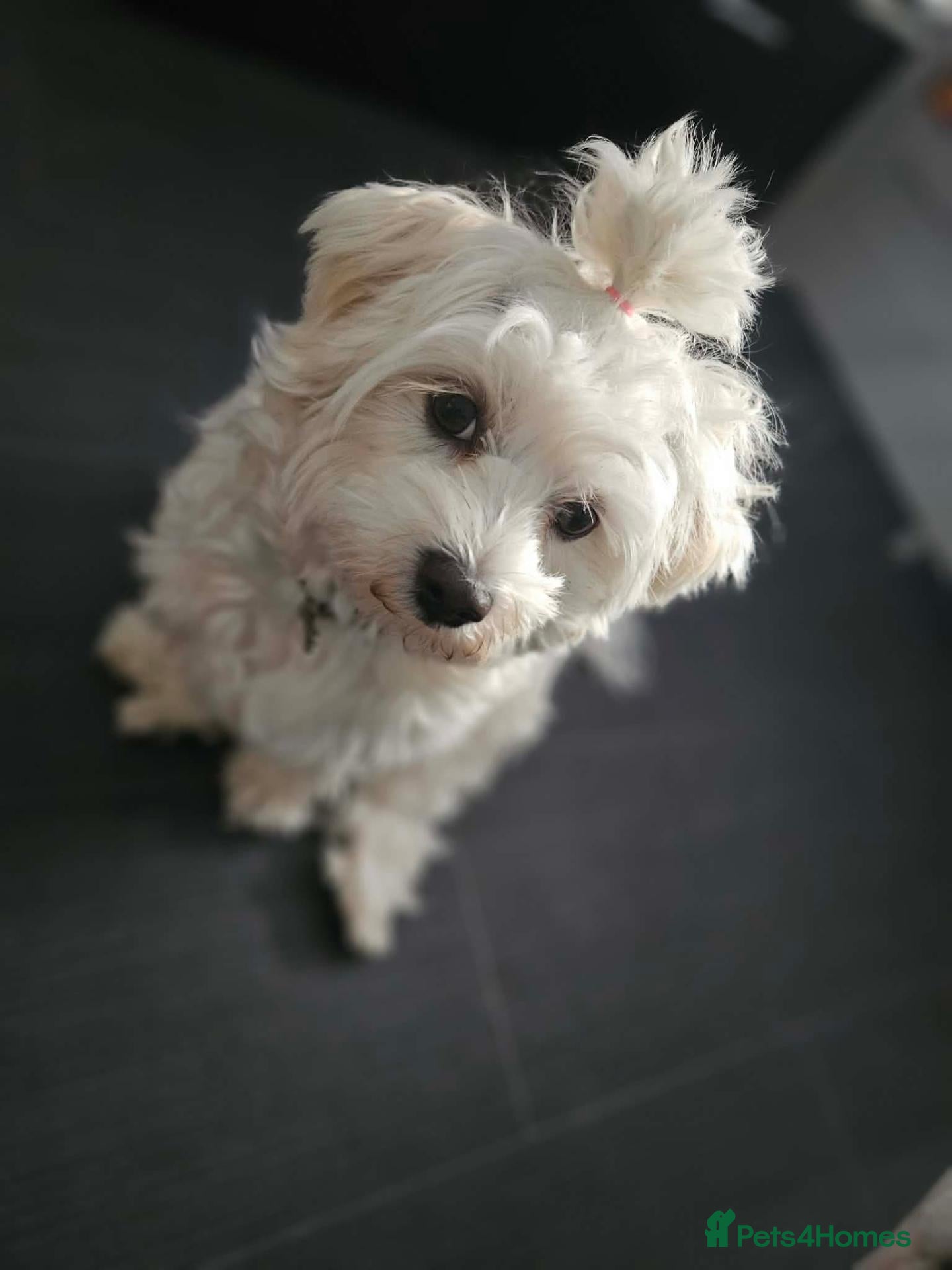Maltese dogs Beautiful Maltese Puppies - Advert 1