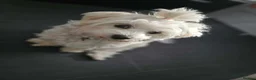 Maltese dogs for sale: Beautiful Maltese Puppies - Advert 1