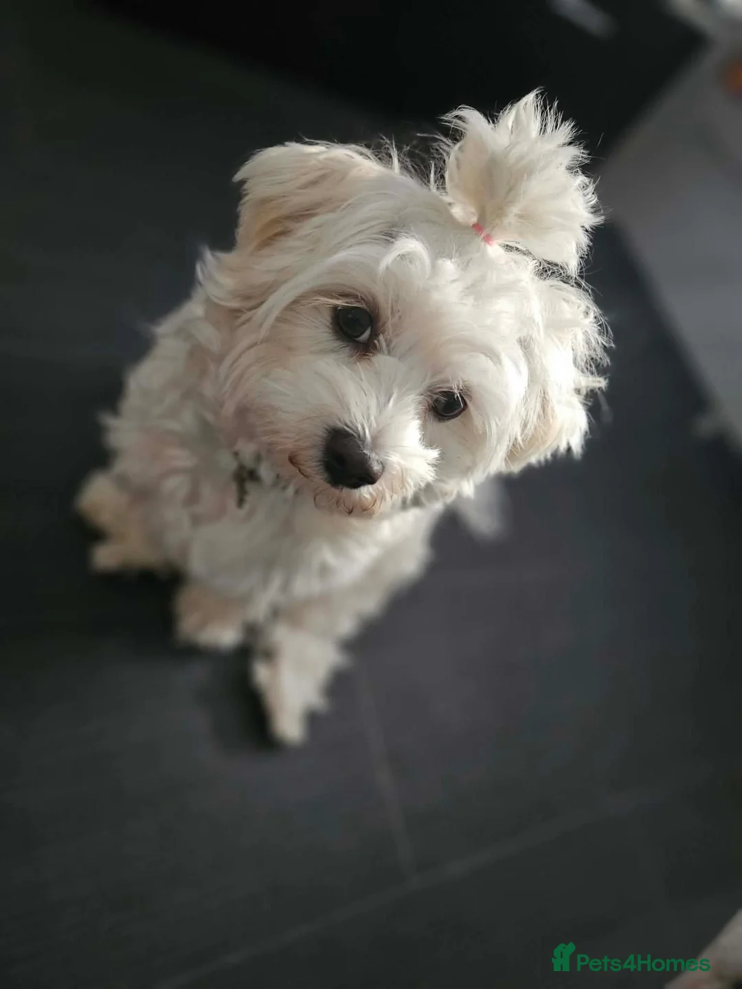 Maltese dogs for sale: Beautiful Maltese Puppies - Advert 1