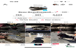 Neapolitan Mastiff dogs for sale: Neapolitan mastiff puppies due 27th September - Image 33