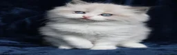 Ragdoll cats for sale: Beautiful Ragdoll kittens - Advert 3