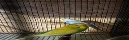 Budgerigars birds for sale: 12 Healthy Budgies for Sale – 7 Males & 5 Females - Advert 3