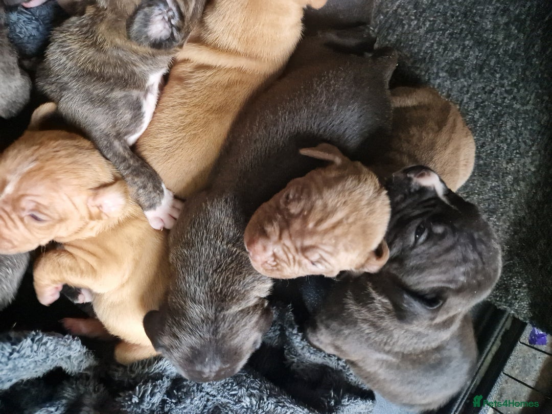 Mixed Breed dogs for sale: Presa/American Johnson bulldog - Image 8