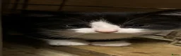 British Shorthair cats for sale: Kittens for sale - Advert 13