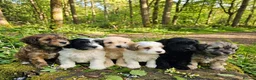 Maltipoo dogs for sale: Maltipoo puppies in Kirriemuir - Advert 1