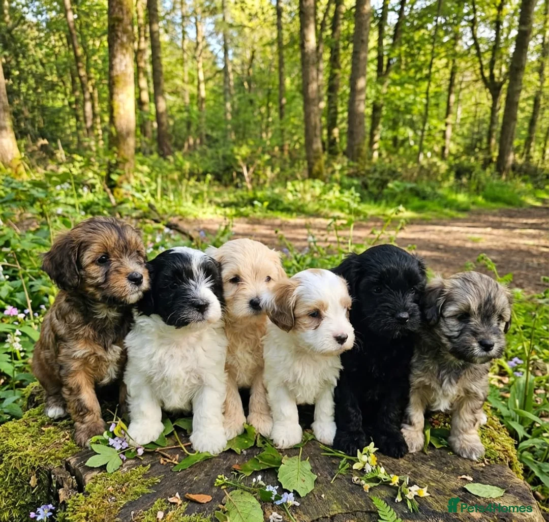 Maltipoo dogs for sale: Maltipoo puppies in Kirriemuir - Advert 1