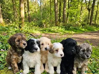 Maltipoo dogs Maltipoo puppies - Advert 1