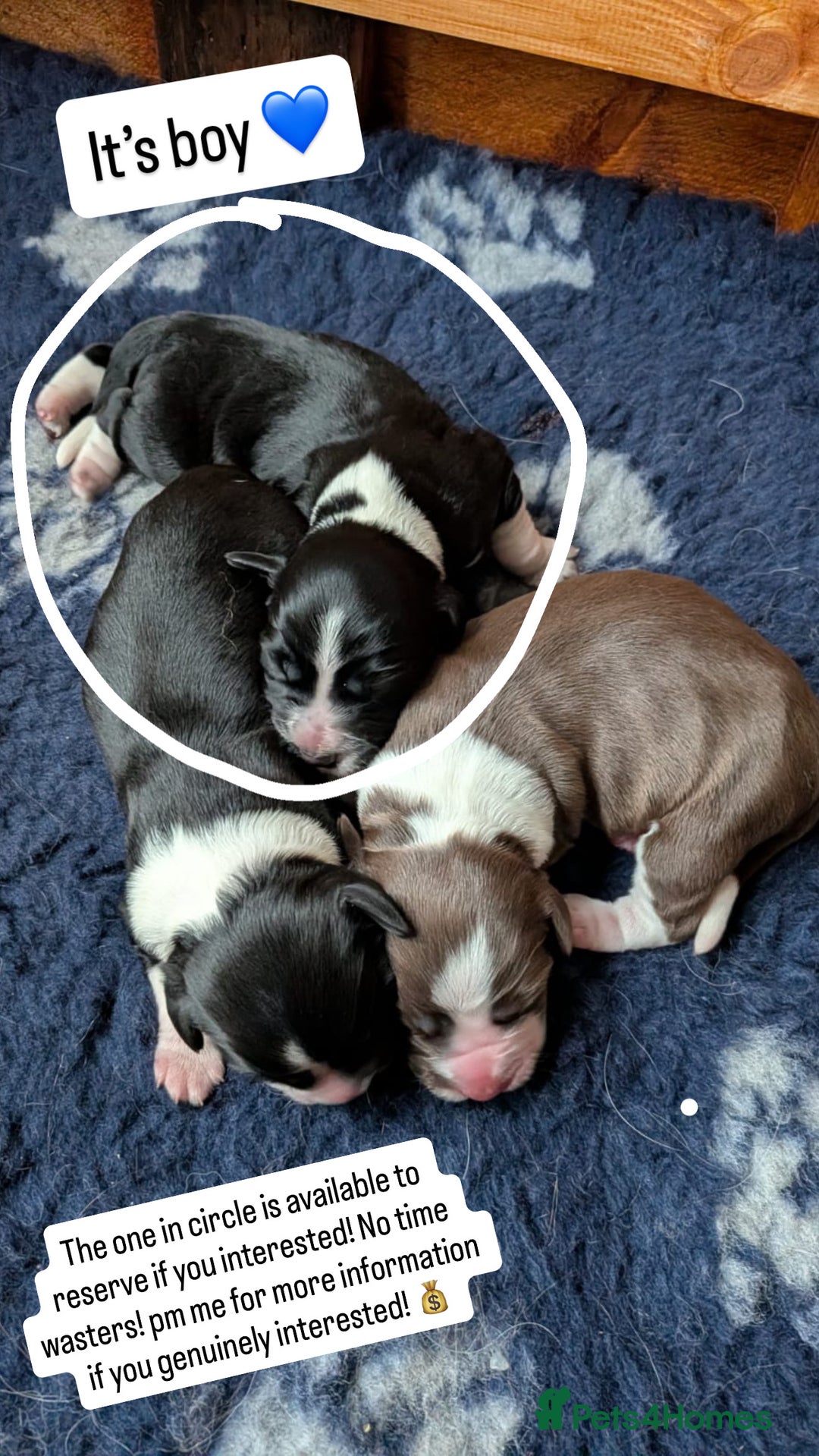 Mixed Breed dogs for sale: Beautiful puppies Sprollie x Cocker Spaniel  - Advert 2