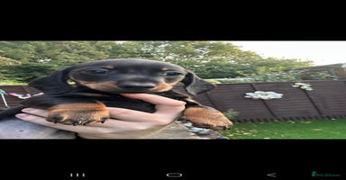 Dachshund dogs - Advert 5