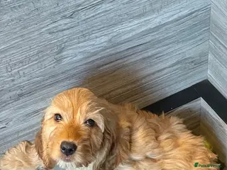 Cockapoo dogs for sale: Cockapoo Pups - Advert 2