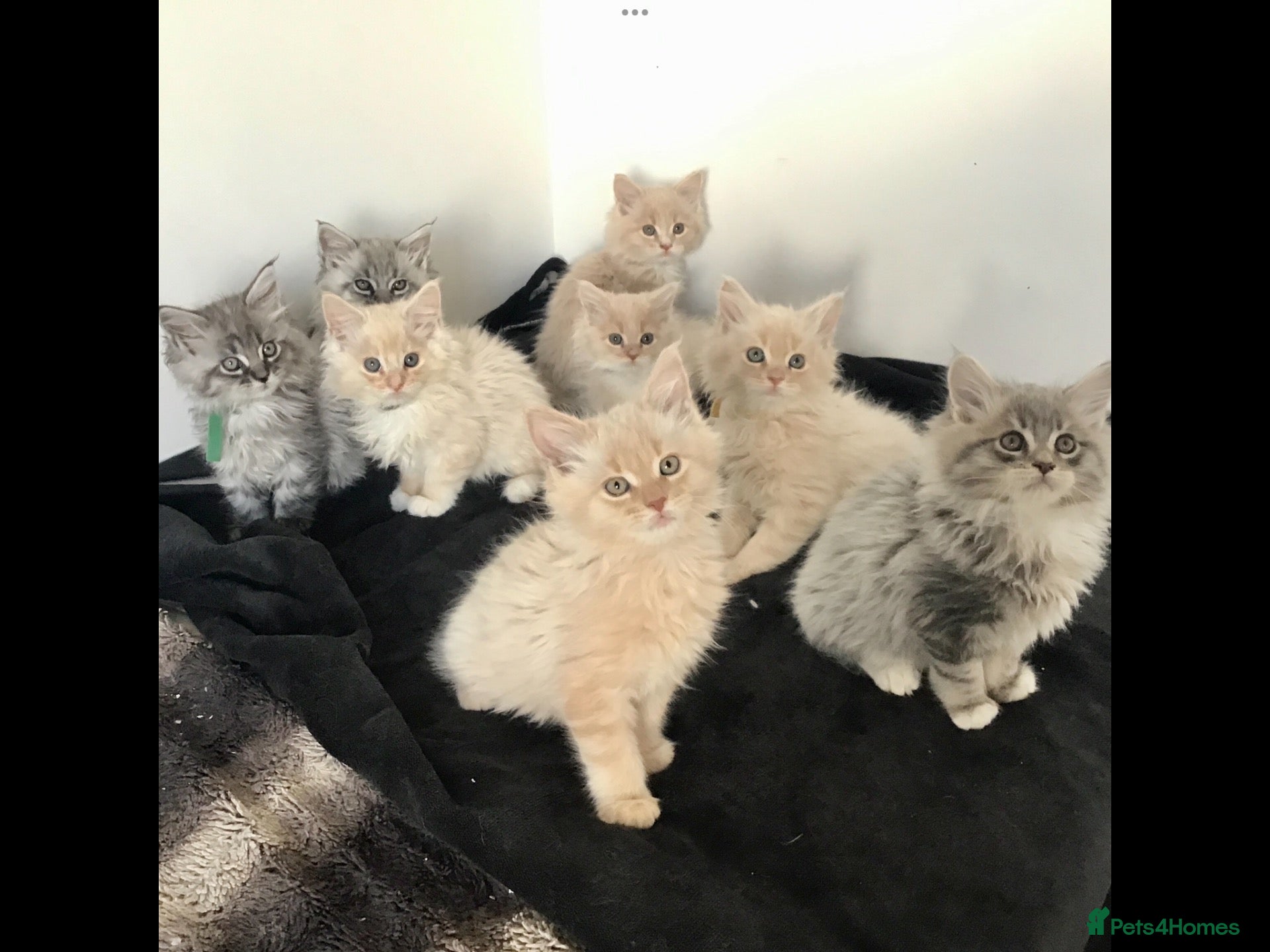Maine Coon cats for sale: Confident & cuddly Maine coon kitts  - Advert 1