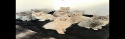 Maine Coon cats for sale: Confident & cuddly Maine coon kitts  - Advert 15
