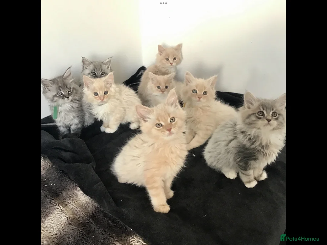 Maine Coon cats for sale: Confident & cuddly Maine coon kitts  - Advert 15