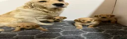 Golden Retriever dogs for sale: 🐾 Gorgeous Golden Retriever Puppies 🐾 in Swadlincote - Advert 5