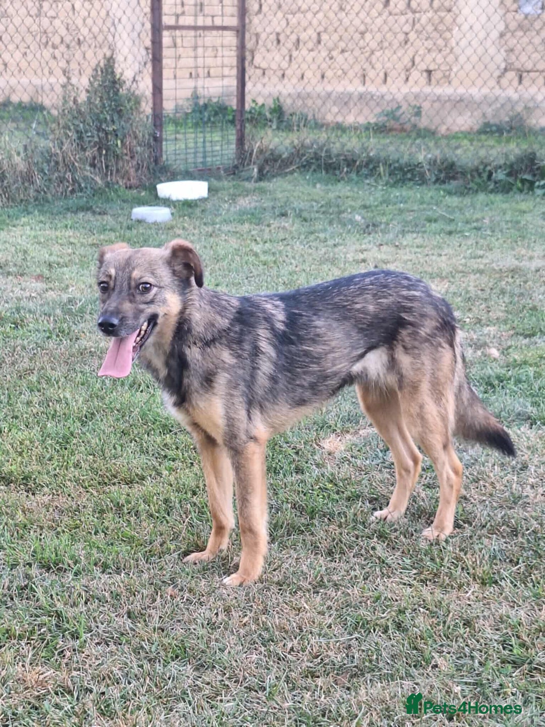 Mixed Breed dogs for adoption: Marvellous Margot for Adoption!  - Advert 6