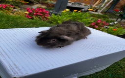 Guinea Pig rodents for sale: Baby boars  - Image 19