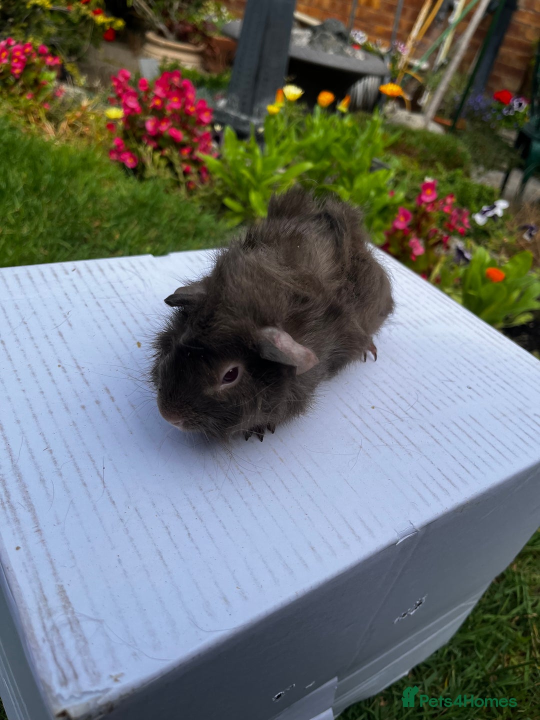 Guinea Pig rodents for sale: Baby boars  - Image 19