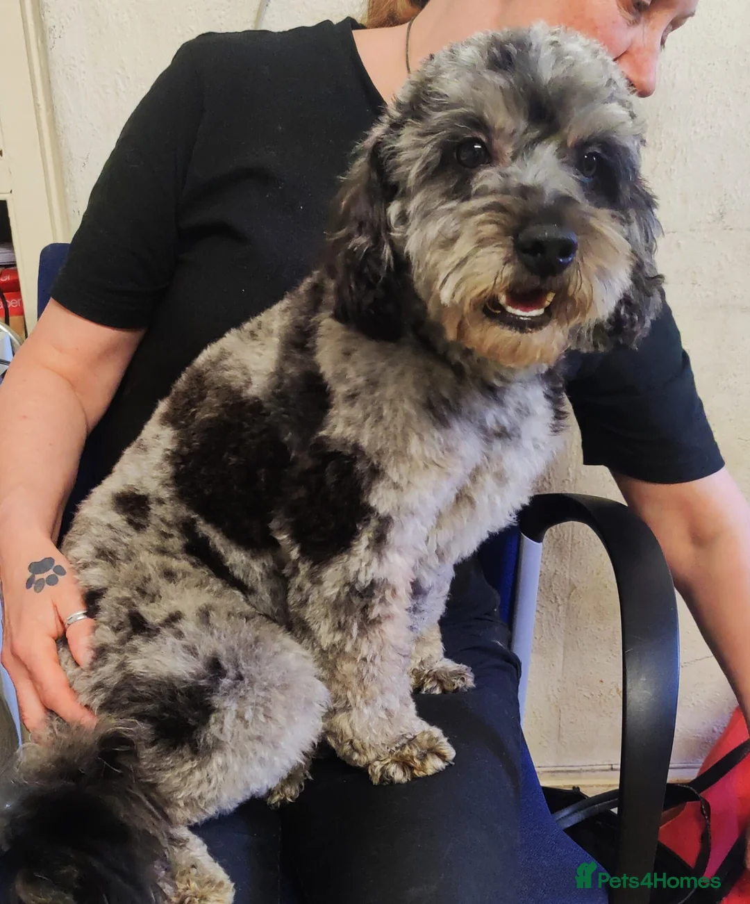 Cavapoo dogs for stud: Extensively DNA tested CAVAPOO Stud  - Advert 2