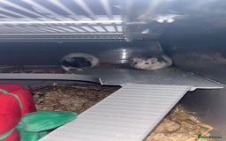 Rat rodents for sale: 2 pet rats  - Image 3