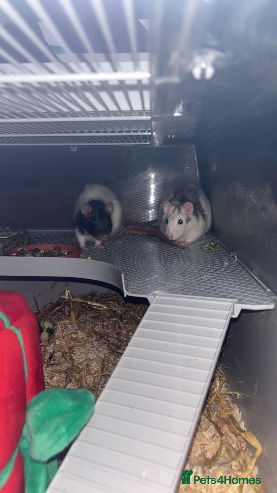 Rat rodents for sale: 2 pet rats  - Image 3