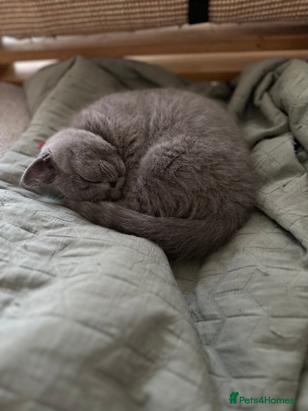 British Shorthair cats for sale: British shorthair blue - Image 6