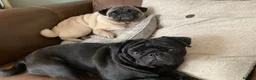 Pug dogs for stud: Health tested black pug stud  in Stevenage - Advert 15