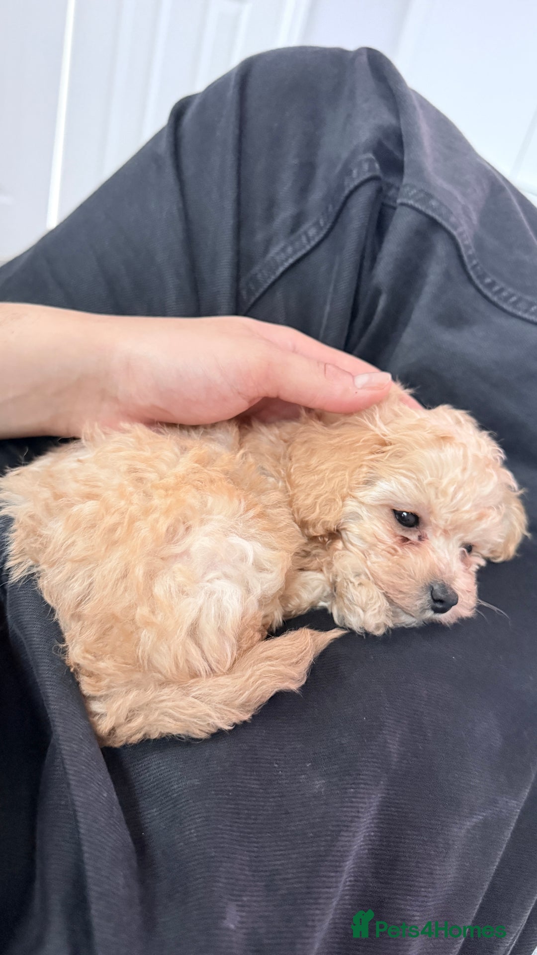 Cavapoo dogs for sale: F2B Male Toy Cavapoo Ready to Leave - Advert 2