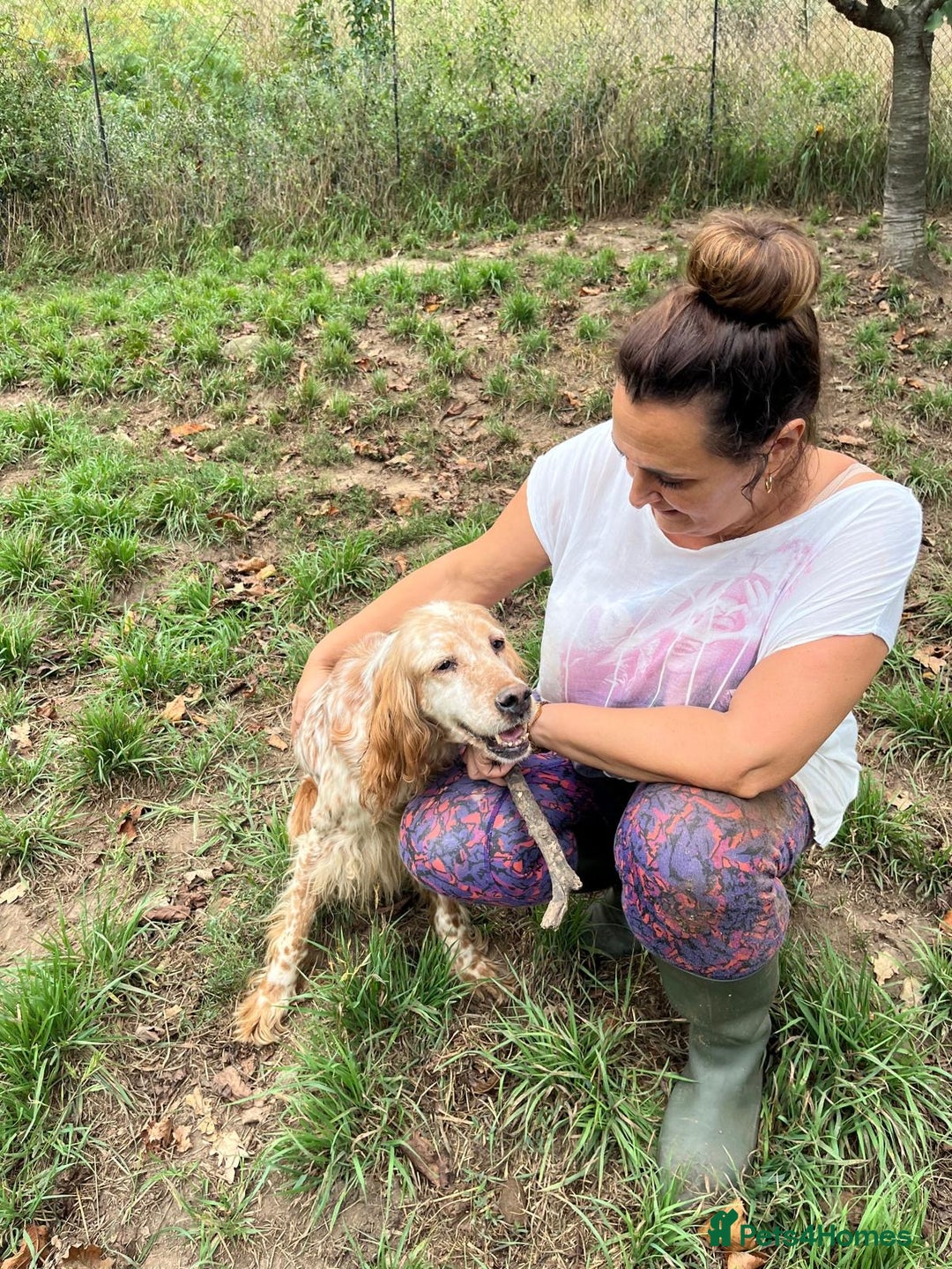 English Setter dogs for adoption: Hendy - Image 1