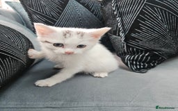 Russian Blue cats for sale: Lovley Russian white/Persian  - Advert 14