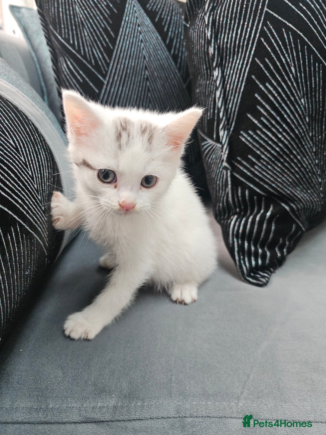 Russian Blue cats for sale: Lovley Russian white/Persian  - Advert 14