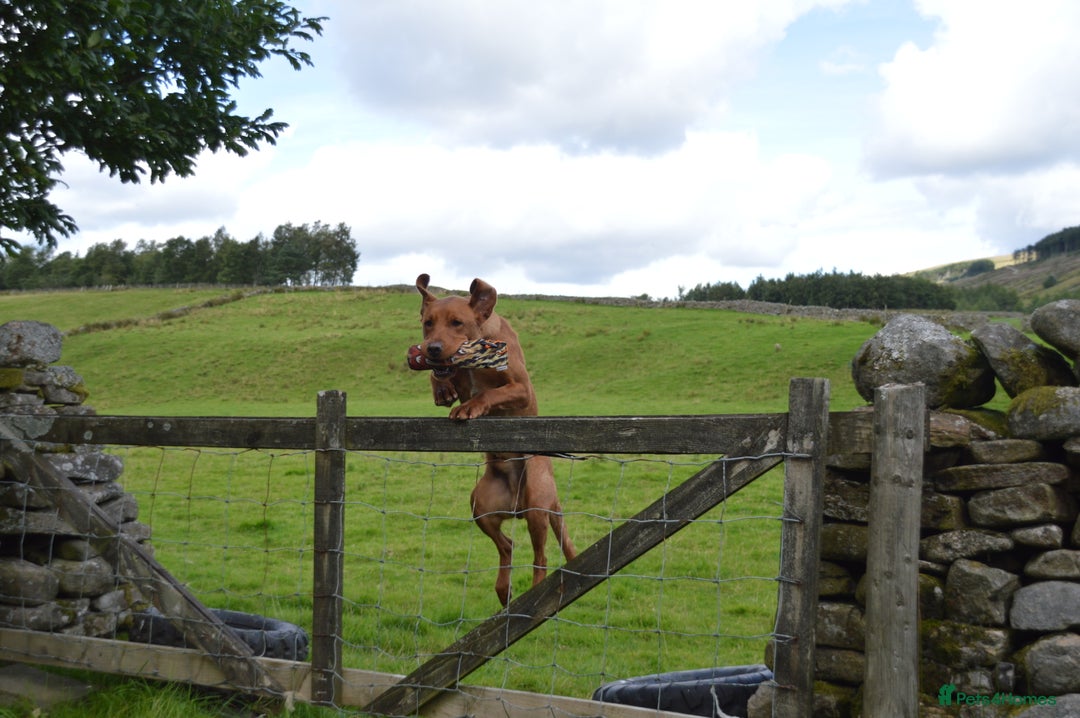 Labrador Retriever dogs for stud: ✨PROVEN FULLY HEALTH TESTED WORKING RED LABRADOR✨ in Hawes - Advert 24