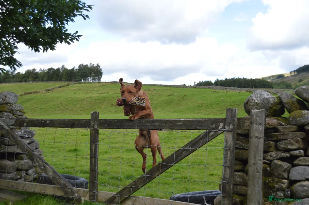 Labrador Retriever dogs for stud: ✨PROVEN FULLY HEALTH TESTED WORKING RED LABRADOR✨ in Hawes - Advert 27