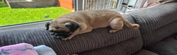 Pug dogs for sale: Tilly  - Advert 5