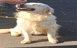 Golden Retriever dogs for stud: Extensively health tested show type kc reg in Bedford - Image 11