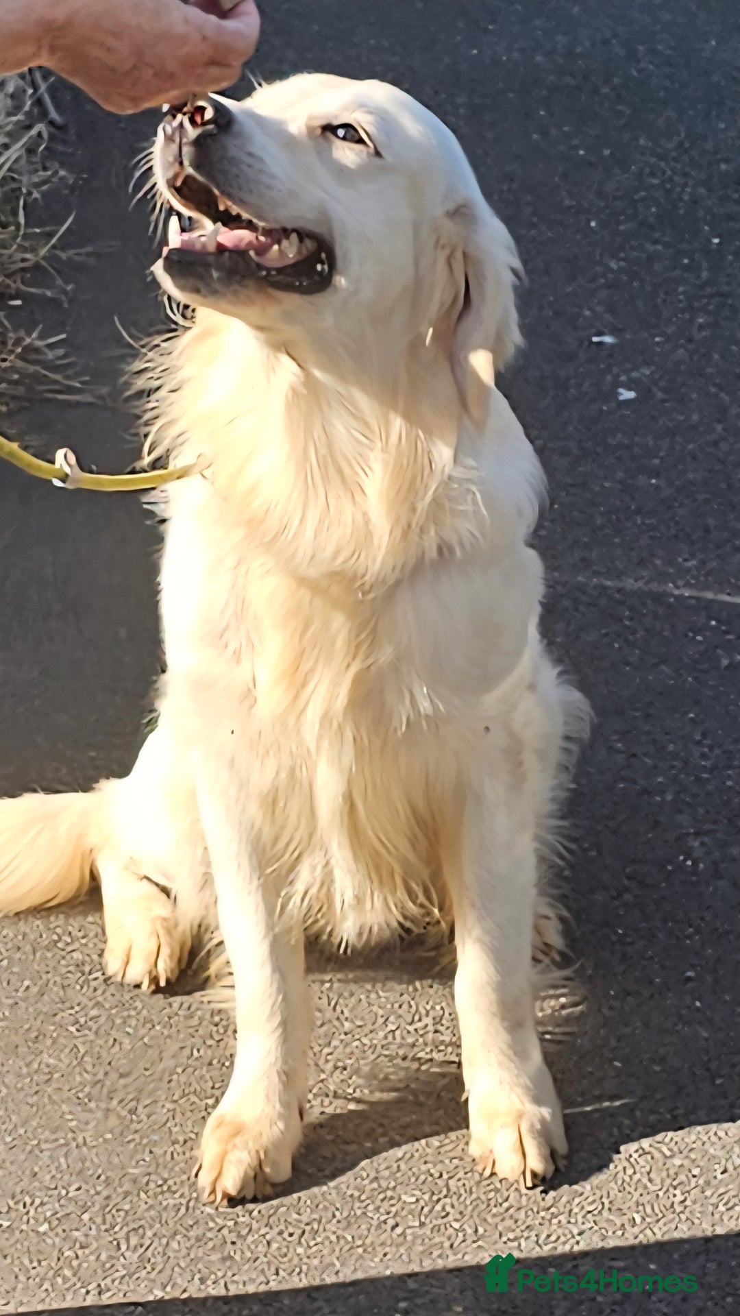 Golden Retriever dogs for stud: Extensively health tested show type kc reg in Bedford - Image 11