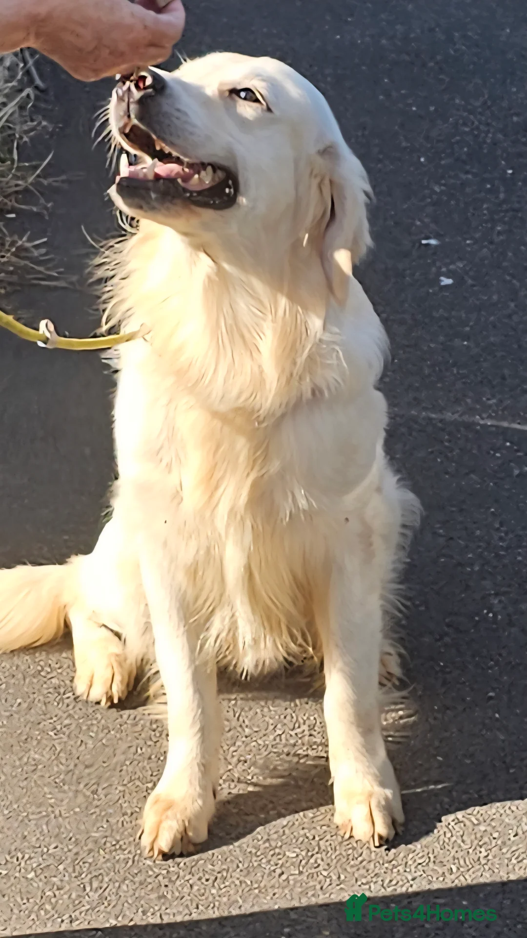 Golden Retriever dogs for stud: Extensively health tested show type kc reg in Bedford - Advert 12