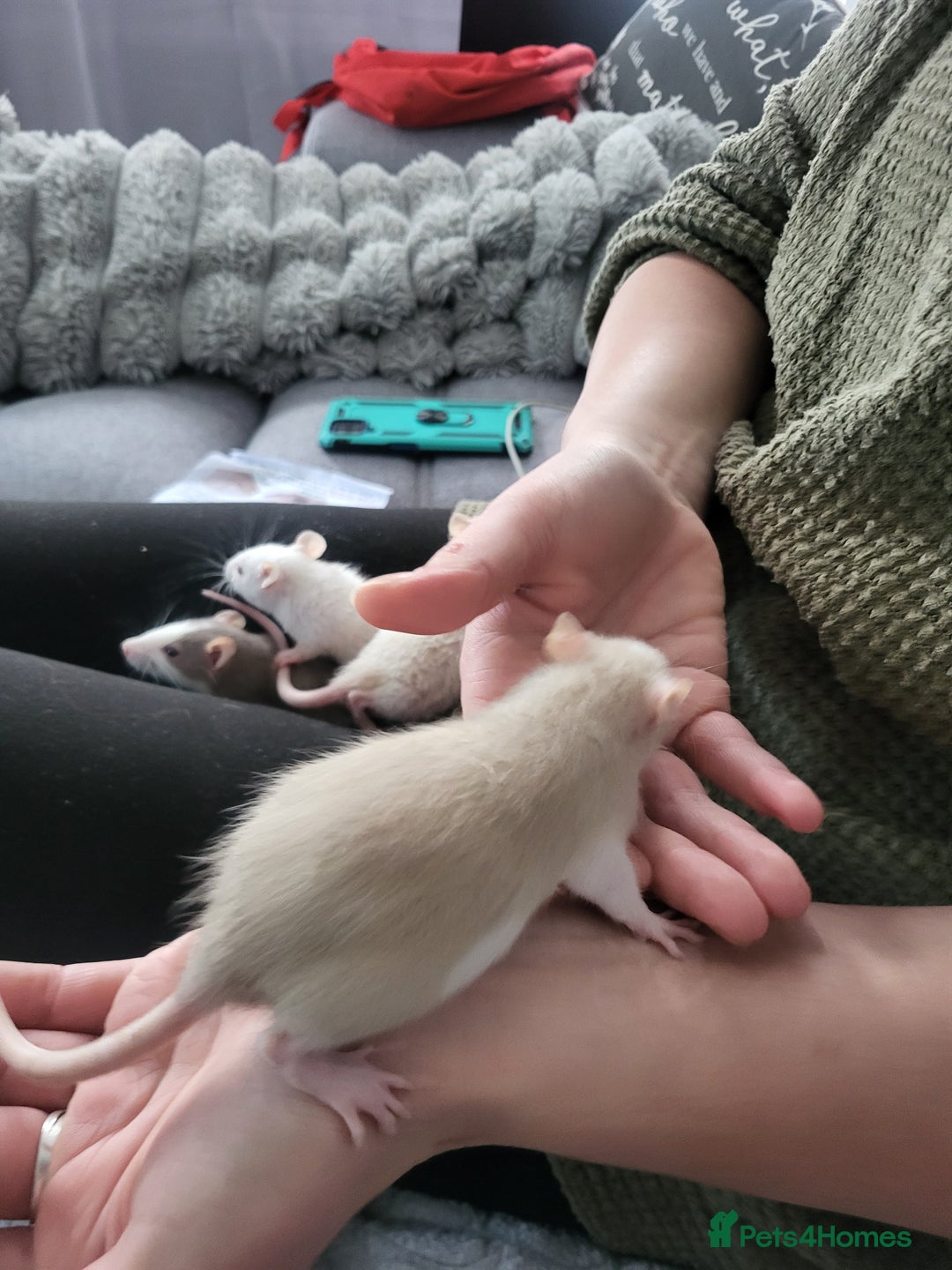 Rat rodents for sale: Mixed baby rats  - Advert 6