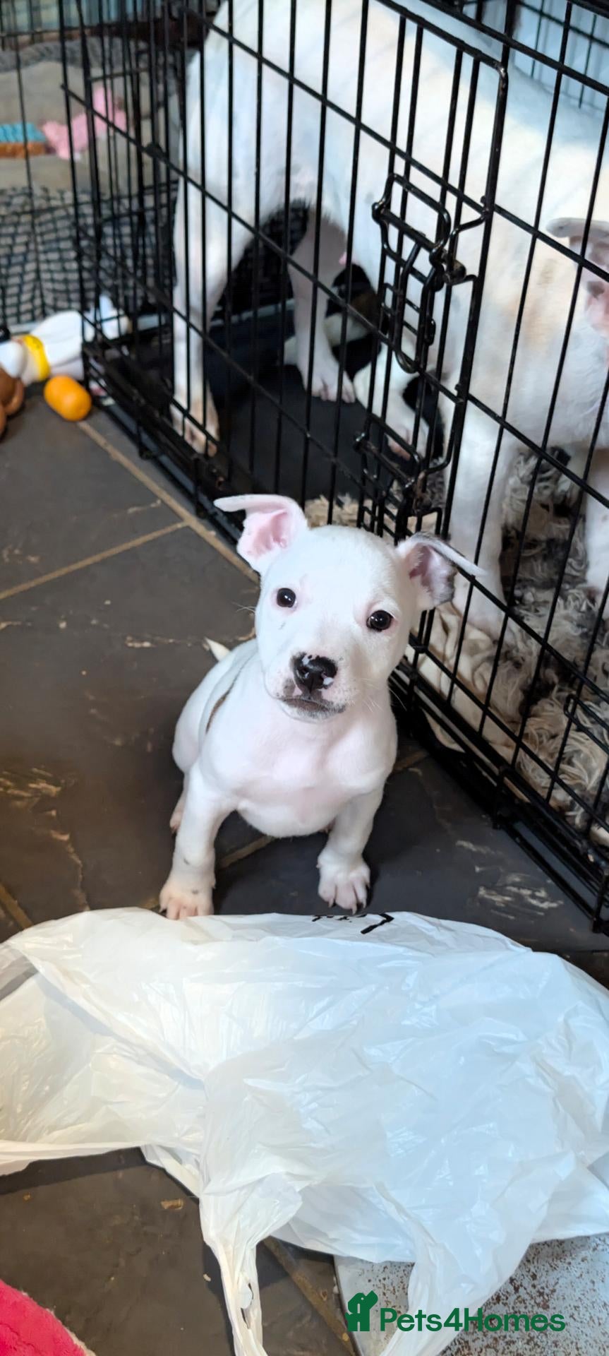 Mixed Breed dogs **READY NOW** Last male puppy - Advert 1