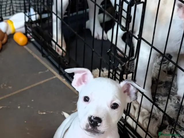 Mixed Breed dogs for sale: **READY NOW** Last male puppy - Advert 1