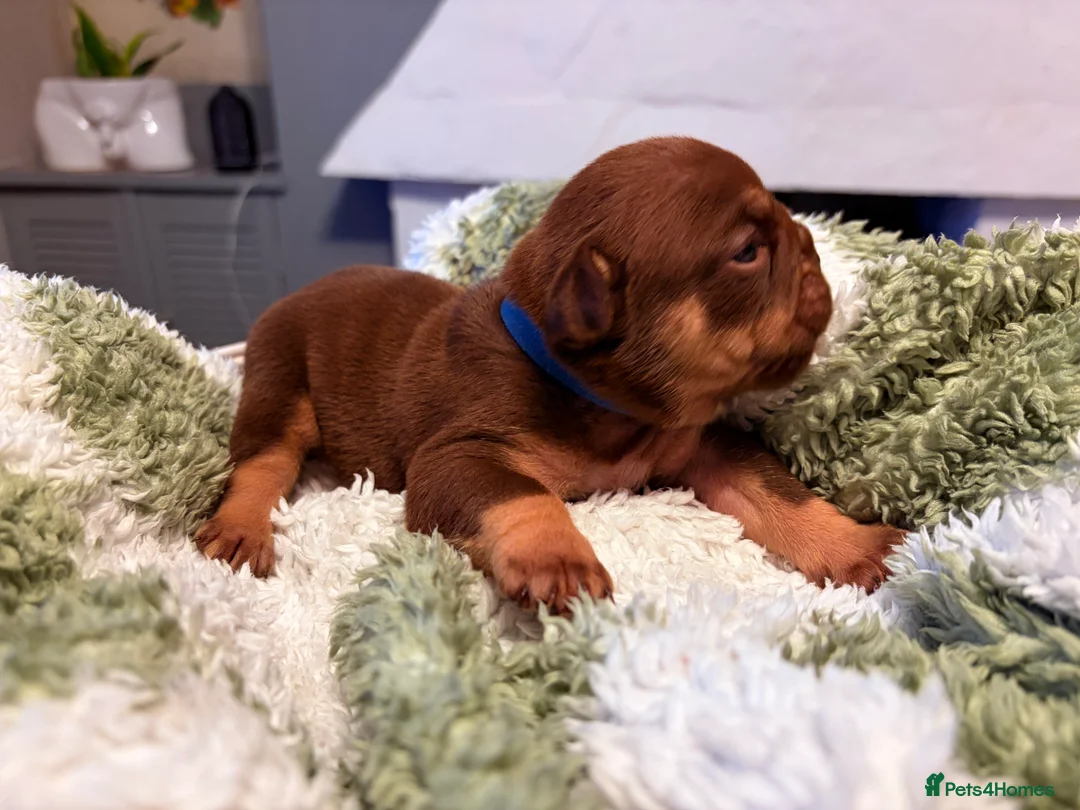 English Bulldog dogs for sale: KC English Bulldog Puppies Exceptional Quality  - Advert 34