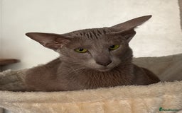 Oriental cats for sale: Lilac oriental shorthair GCCF registered  - Image 3